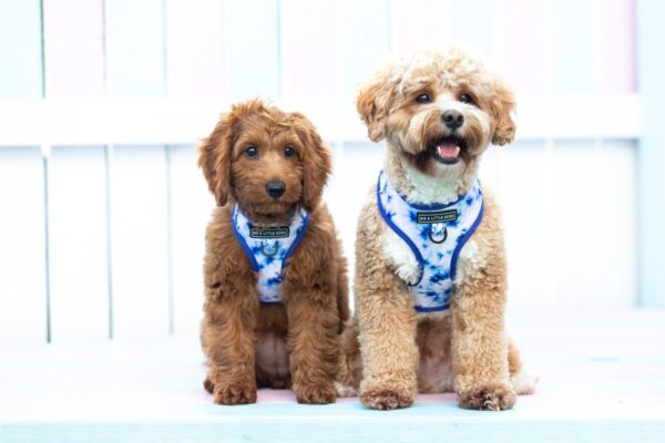 Cute dogs wearing a Big & Little Dogs Blue Tie Dye Adjustable Dog Harness