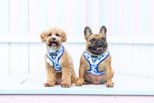 Cute dogs wearing a Big & Little Dogs Blue Tie Dye Adjustable Dog Harness