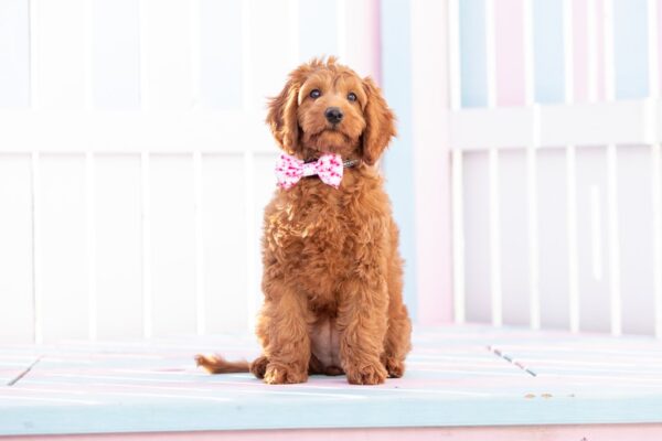 Big & Little Dogs Pink Tie Dye Dog Collar and Detachable Bow Tie