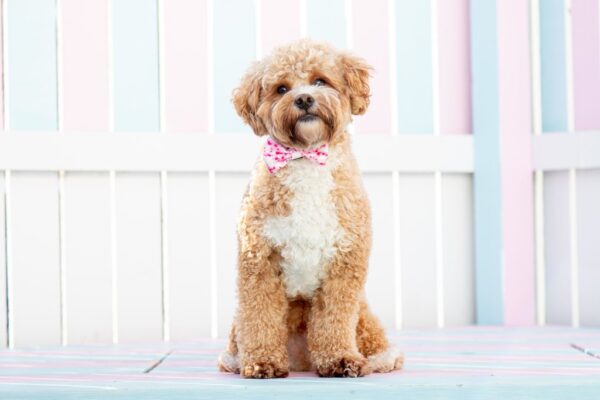 Big & Little Dogs Pink Tie Dye Dog Collar and Detachable Bow Tie