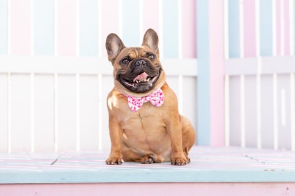 Big & Little Dogs Pink Tie Dye Dog Collar and Detachable Bow Tie