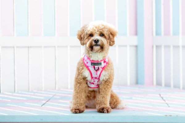Cute dog wearing a Big & Little Dogs Pink Tie Dye Adjustable Dog Harness