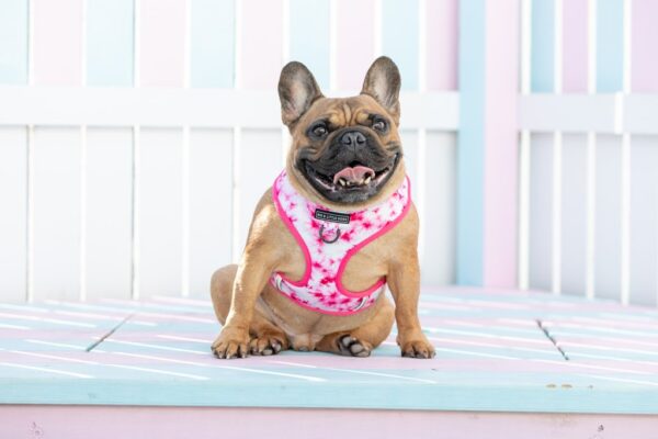 Frenchie wearing a Big & Little Dogs Pink Tie Dye Adjustable Dog Harness