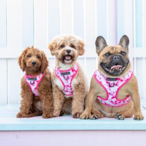Cute dogs wearing a Big & Little Dogs Pink Tie Dye Adjustable Dog Harness