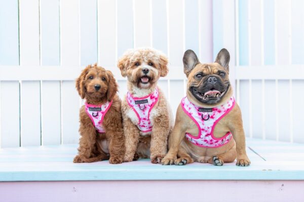 Cute dogs wearing a Big & Little Dogs Pink Tie Dye Adjustable Dog Harness