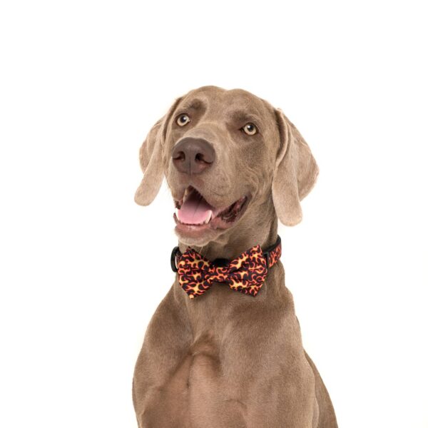 Big & Little Dogs 'Too Hot To Handle' Flames Print Adjustable Orange Dog Collar and Detachable Dog Bow Tie