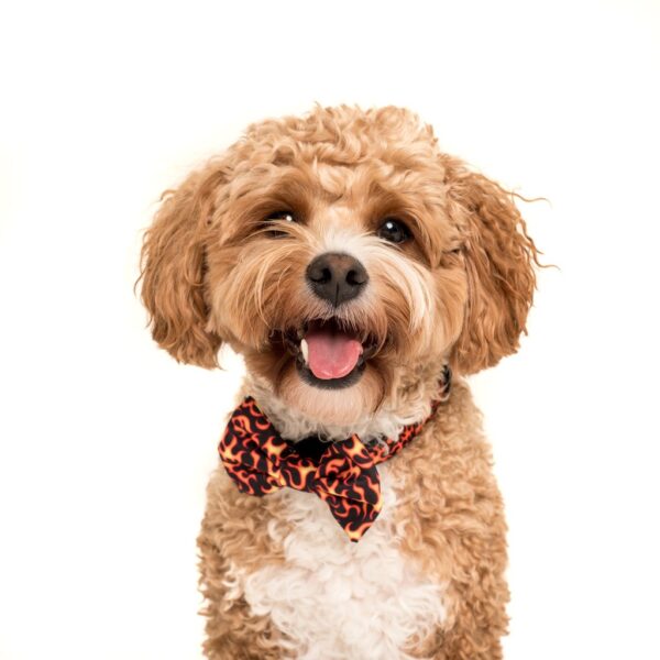 Big & Little Dogs 'Too Hot To Handle' Flames Print Adjustable Orange Dog Collar and Detachable Dog Bow Tie