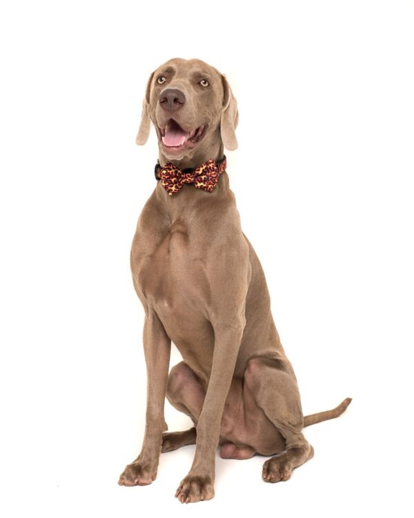 Big & Little Dogs 'Too Hot To Handle' Flames Print Adjustable Orange Dog Collar and Detachable Dog Bow Tie