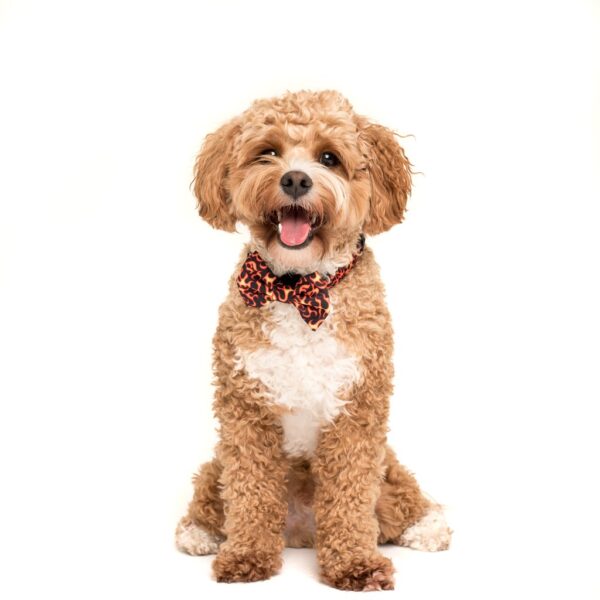 Big & Little Dogs 'Too Hot To Handle' Flames Print Adjustable Orange Dog Collar and Detachable Dog Bow Tie