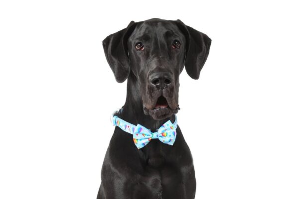 Big & Little Dogs 'Up, Up and Away' hot air balloon print Dog Collar and Detachable Bow Tie