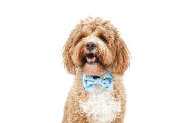 Big & Little Dogs 'Up, Up and Away' hot air balloon print Dog Collar and Detachable Bow Tie