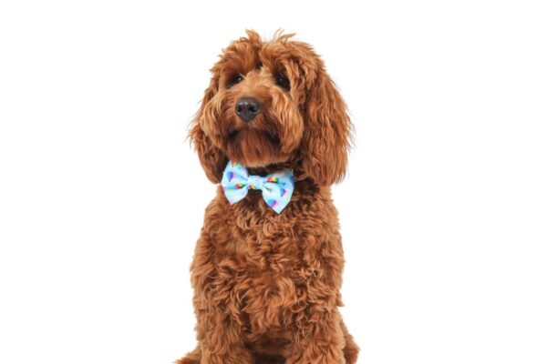 Big & Little Dogs 'Up, Up and Away' hot air balloon print Dog Collar and Detachable Bow Tie