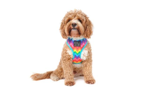 Big & Little Dogs 'Up, Up and Away' Hot Air Balloon and Rainbow Print Reversible Dog Harness