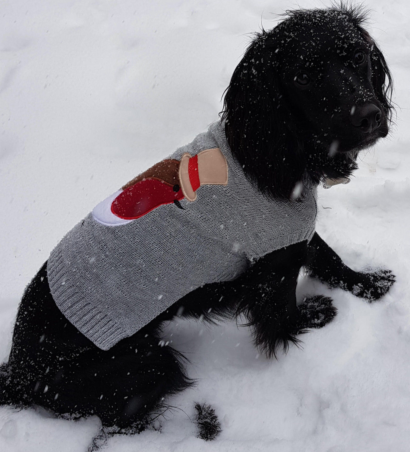 Sotnos sales dog jumper