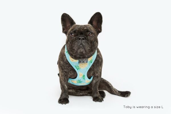 French Bulldog wearing a pineapple print design 'Pine For You' Dog Harness by Big & Little Dogs