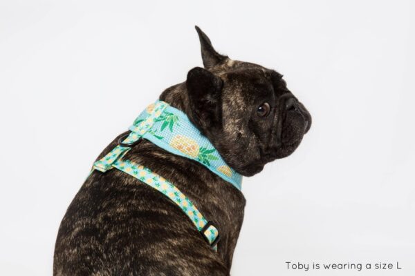 French Bulldog wearing a pineapple print design 'Pine For You' Dog Harness by Big & Little Dogs