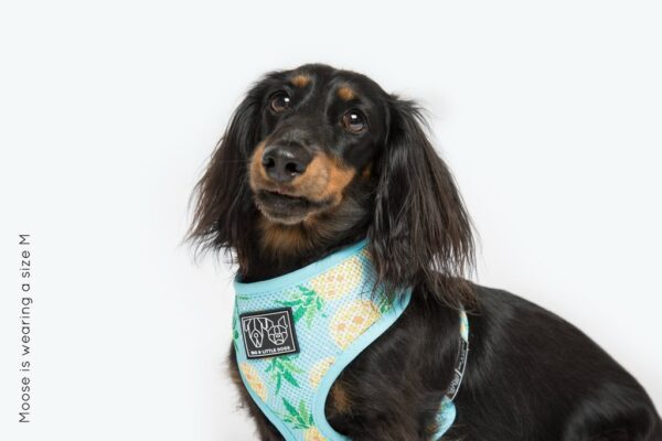 Dachshund wearing a pineapple print design 'Pine For You' Dog Harness by Big & Little Dogs