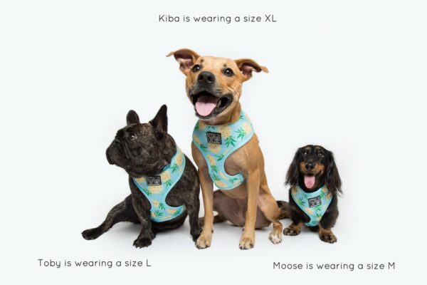 French Bulldog, Staffie and a Dachshund wearing a pineapple print design 'Pine For You' Dog Harness by Big & Little Dogs