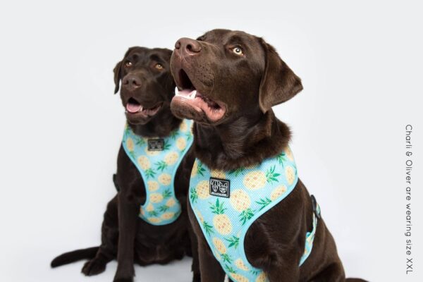 Two Labradors wearing pineapple print design 'Pine For You' Dog Harness by Big & Little Dogs