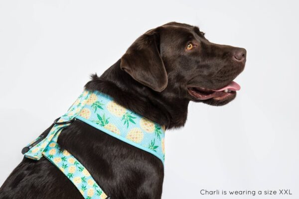 Labrador wearing a pineapple print design 'Pine For You' Dog Harness by Big & Little Dogs