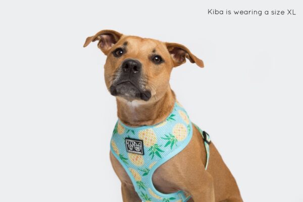 Staffie wearing a pineapple print design 'Pine For You' Dog Harness by Big & Little Dogs
