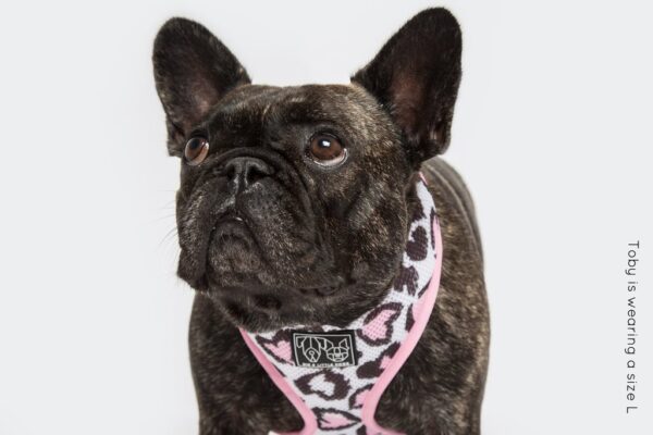 French Bulldog wearing a love heart leopard print design 'Wild Love' Dog Harness by Big & Little Dogs