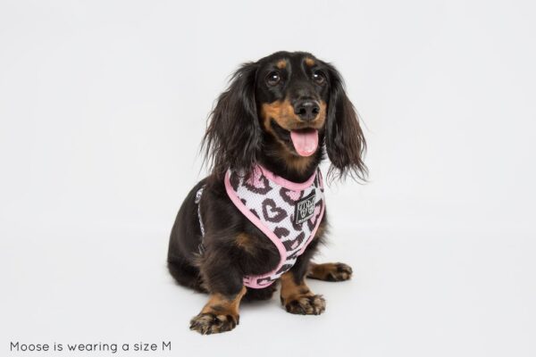 Dachshund wearing a love heart leopard print design 'Wild Love' Dog Harness by Big & Little Dogs