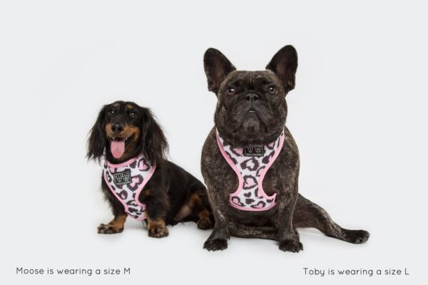 Dachshund and French Bulldog wearing a love heart leopard print design 'Wild Love' Dog Harness by Big & Little Dogs