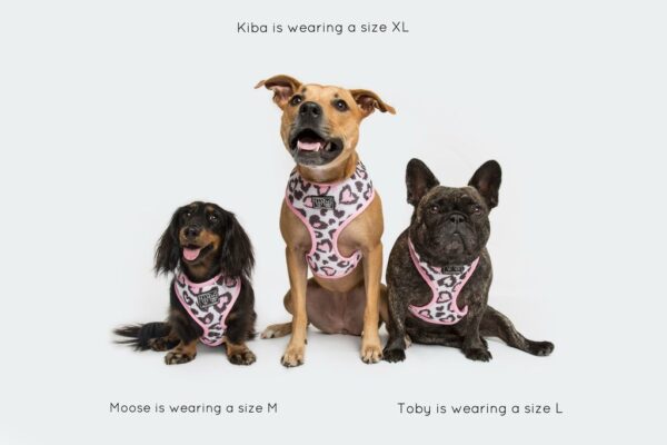 Dachshund, Staffie and French Bulldog wearing a love heart leopard print design 'Wild Love' Dog Harness by Big & Little Dogs