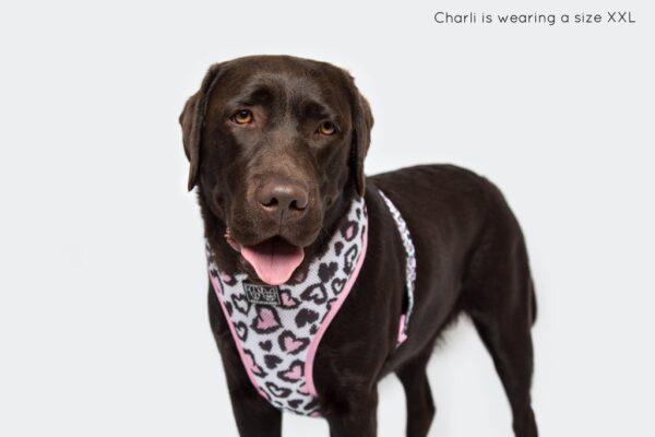 Labrador wearing a love heart leopard print design 'Wild Love' Dog Harness by Big & Little Dogs