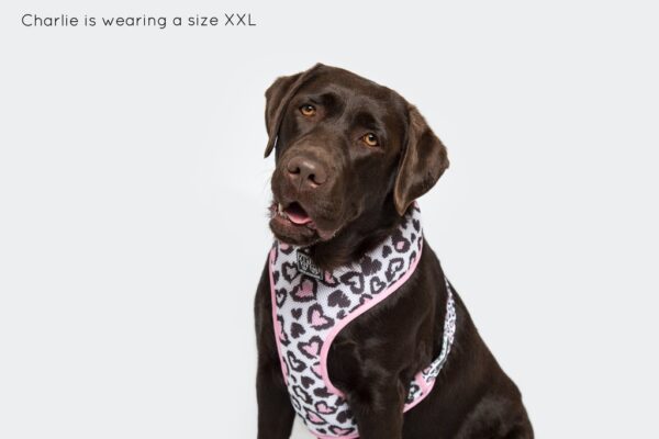 Labrador wearing a love heart leopard print design 'Wild Love' Dog Harness by Big & Little Dogs