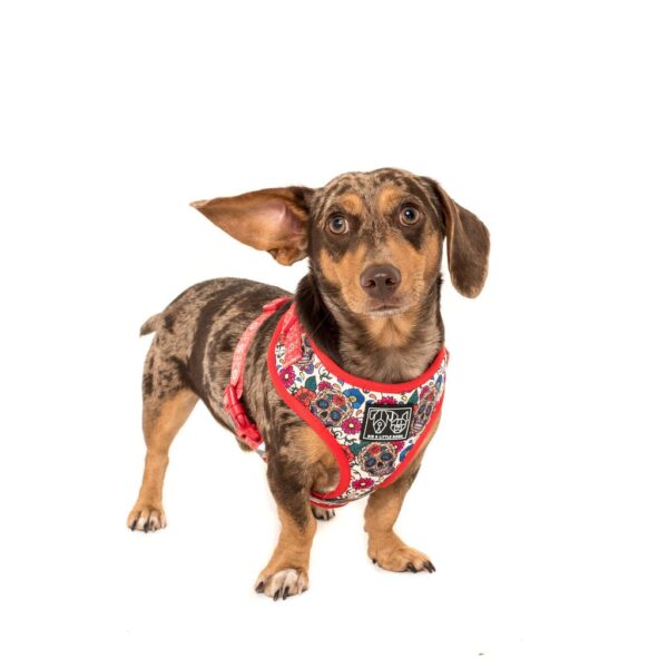 Dachshund wearing a Big & Little Dogs 'Day of the Dead' skull and floral print adjustable dog harness