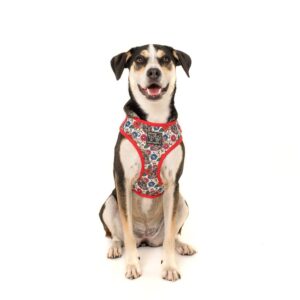 Cute dog wearing a Big & Little Dogs 'Day of the Dead' skull and floral print adjustable dog harness