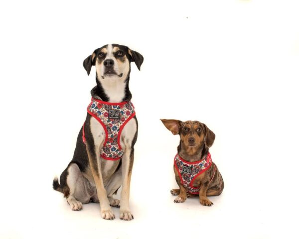 Cute dogs wearing a Big & Little Dogs 'Day of the Dead' skull and floral print adjustable dog harness