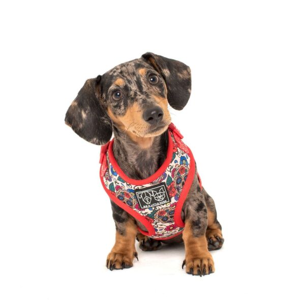 Dachshund wearing a Big & Little Dogs 'Day of the Dead' skull and floral print adjustable dog harness