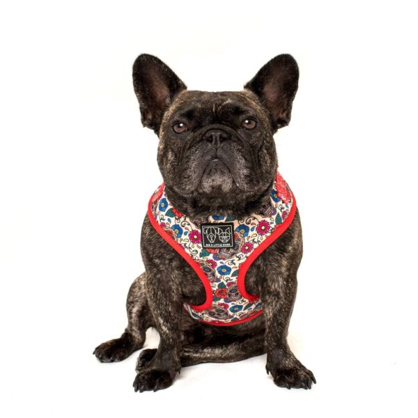 Frenchie wearing a Big & Little Dogs 'Day of the Dead' skull and floral print adjustable dog harness