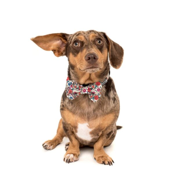 Dachshund wearing a Big & Little Dogs 'Day of the Dead' skull and floral print dog collar and detachable bow tie