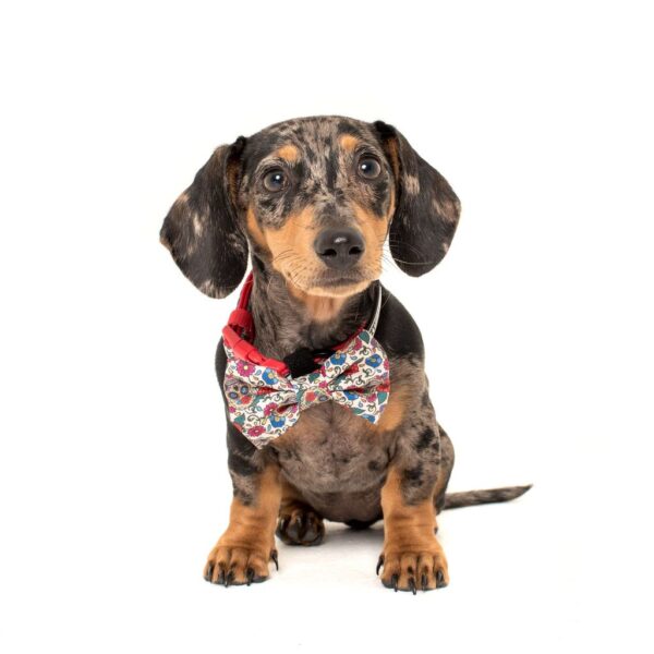 Dachshund wearing a Big & Little Dogs 'Day of the Dead' skull and floral print dog collar and detachable bow tie