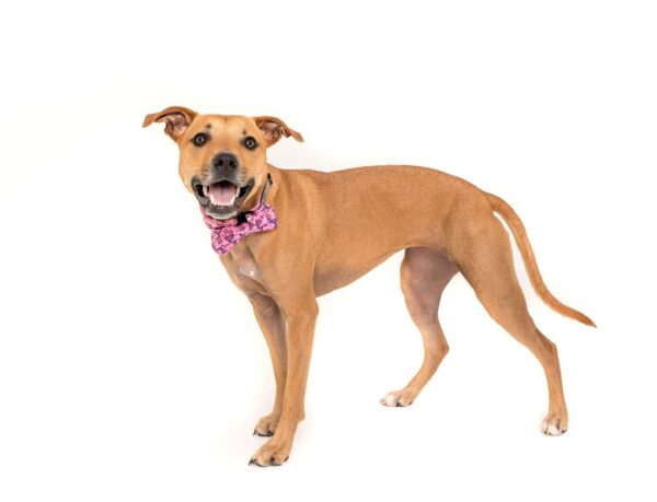 Staffie wearing a Big & Little Dogs 'Sea Life' Mermaid print Dog Collar and Detachable Bow Tie