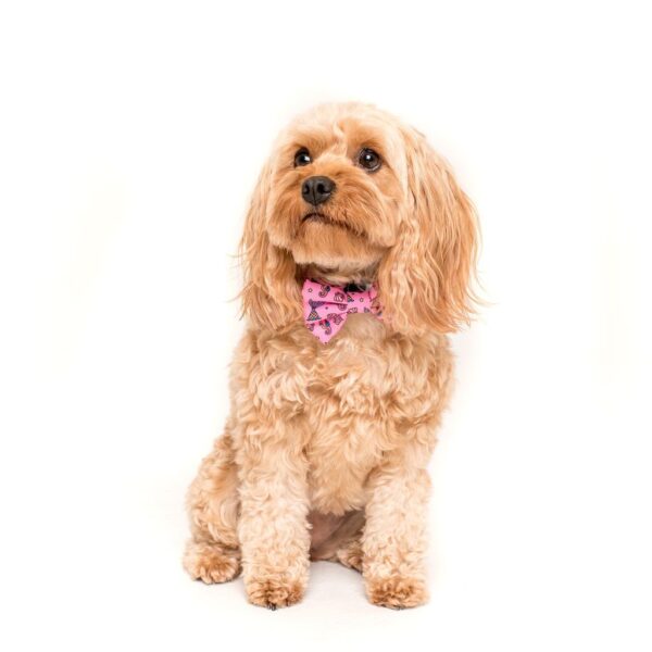 Big & Little Dogs 'Sea Life' Mermaid print Dog Collar and Detachable Bow Tie