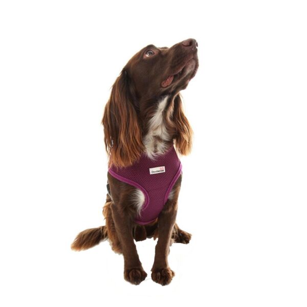 Dog wearing a Doodlebone Airmesh Dog Harness