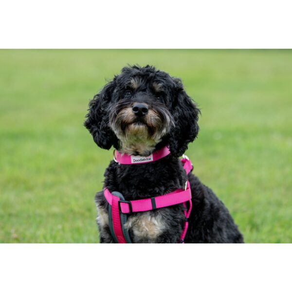 Dog wearing a Pink Doodlebone Padded Adjustable Strap Dog Harness