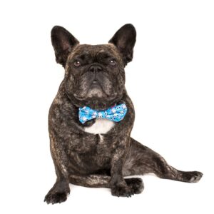 Frenchie wearing a Big & Little Dogs 'Feeling Nauti' Hippo Print Blue Dog Collar and Detachable Bow Tie