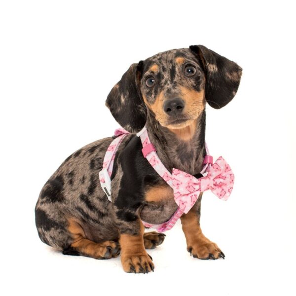 Dachshund wearing a Big & Little Dogs 'Gettin' Piggy With It' Strap Dog Harness