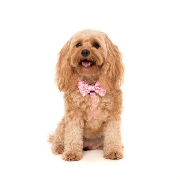 Cute dog wearing a Big & Little Dogs 'Gettin' Piggy With It' Strap Dog Harness