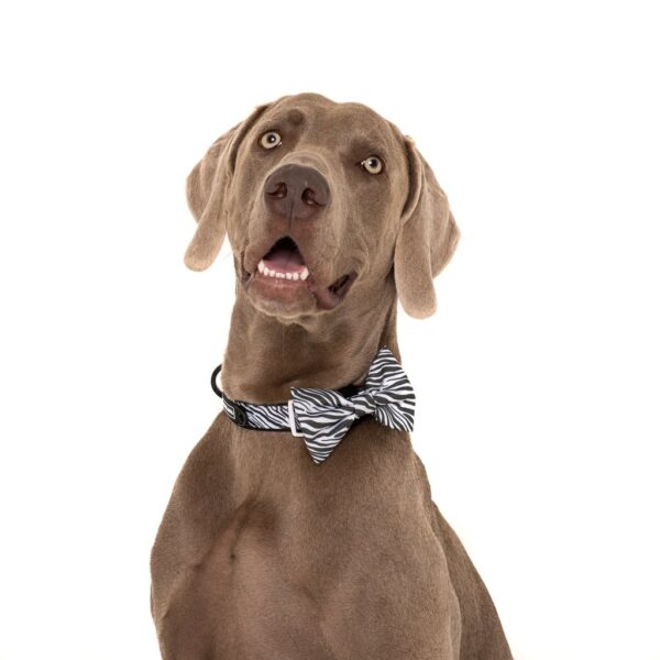 Dog wearing a Big & Little Dogs 'Into The Wild' Zebra Print Black and White Dog Collar and Detachable Bow Tie