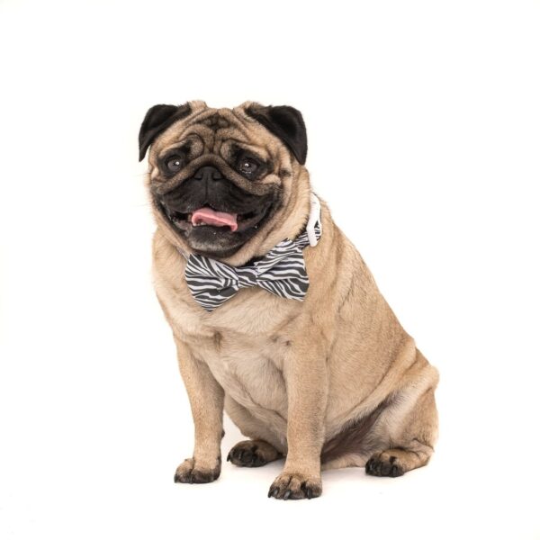Pug wearing a Big & Little Dogs 'Into The Wild' Zebra Print Black and White Dog Collar and Detachable Bow Tie