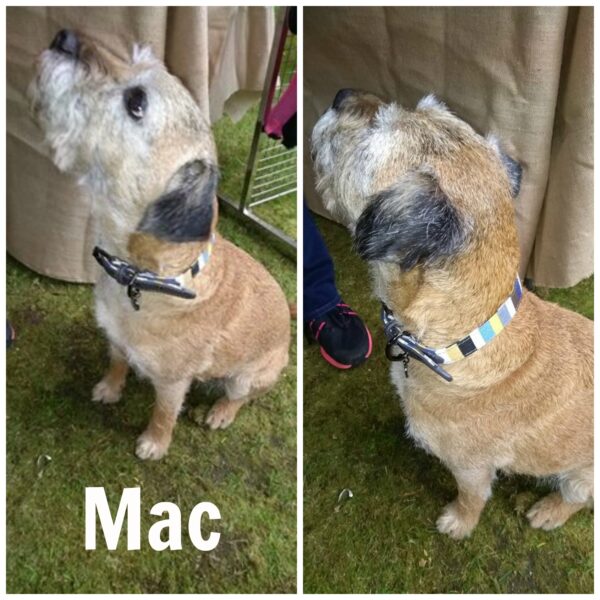 Sotnos Striped Dog Collar on Mac the Border Terrier