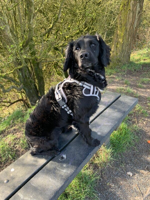 Marvin the Sprocker modelling his Black Dog & Co Sports Adjustable Reflective Dog Harness in size large