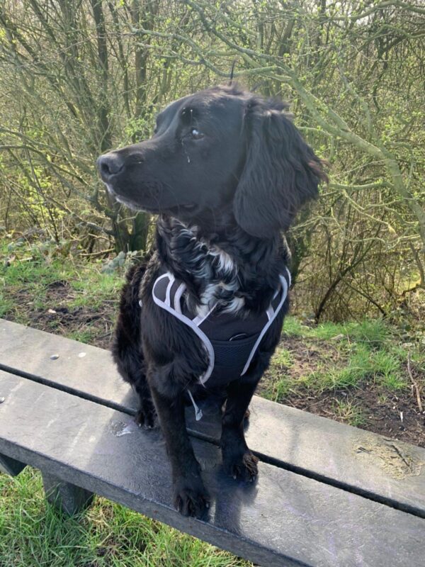 Marvin the Sprocker modelling his Black Dog & Co Sports Adjustable Reflective Dog Harness in size large
